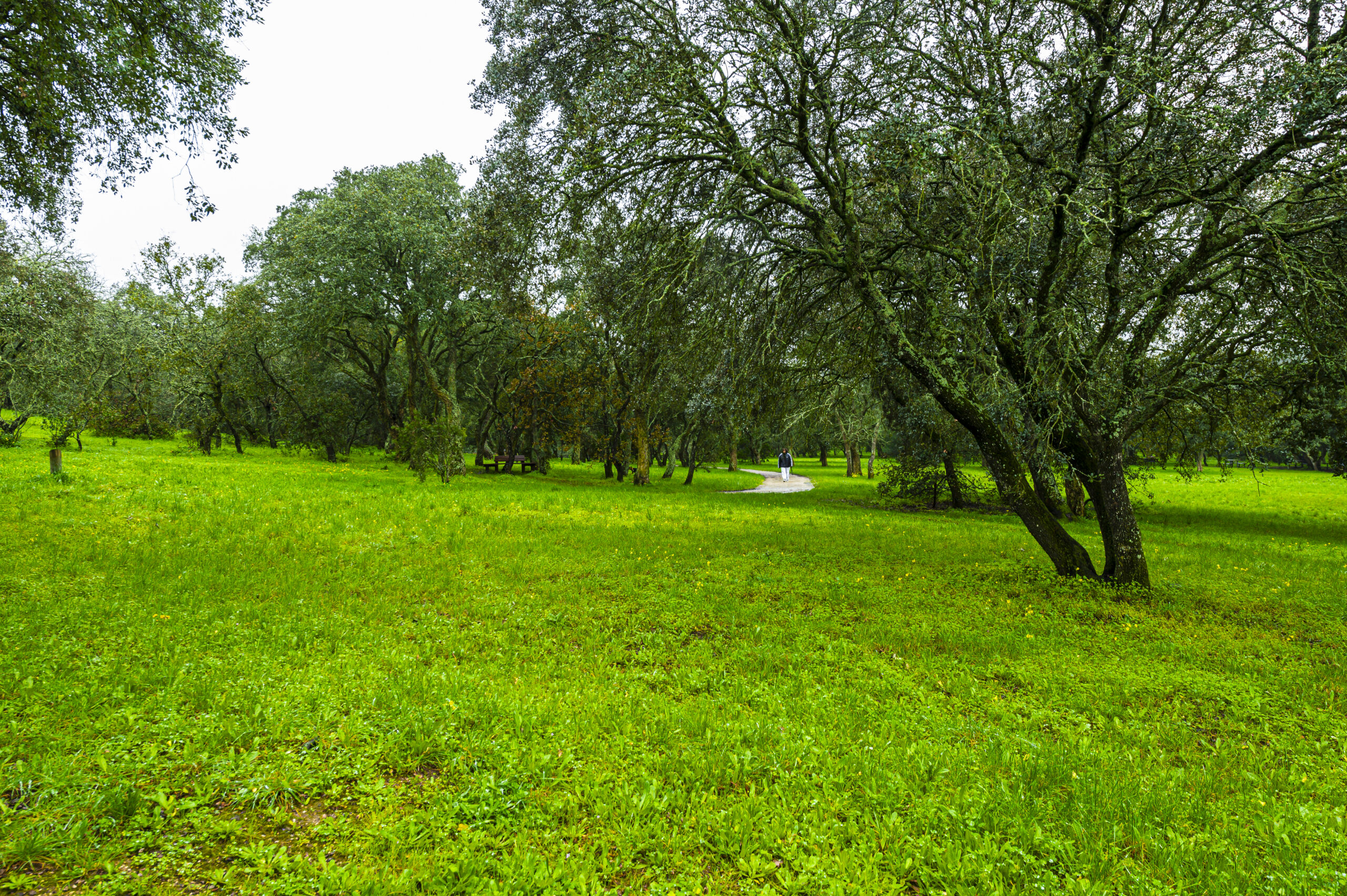 Parque Florestal de Monsanto, o “Pulmão de Lisboa”