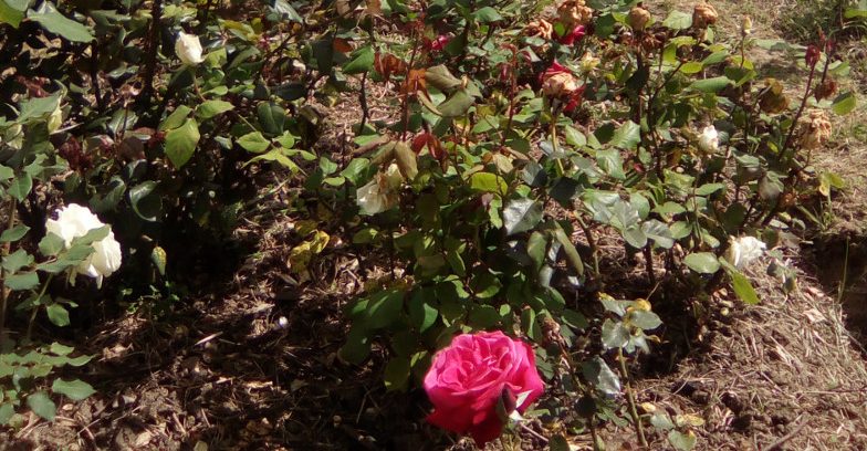 Curso Gratuito de Poda de Roseiras
