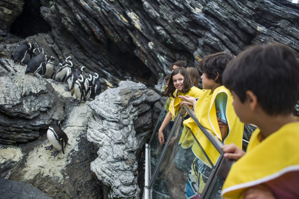 Oceanário celebra Dia Mundial dos Pinguins