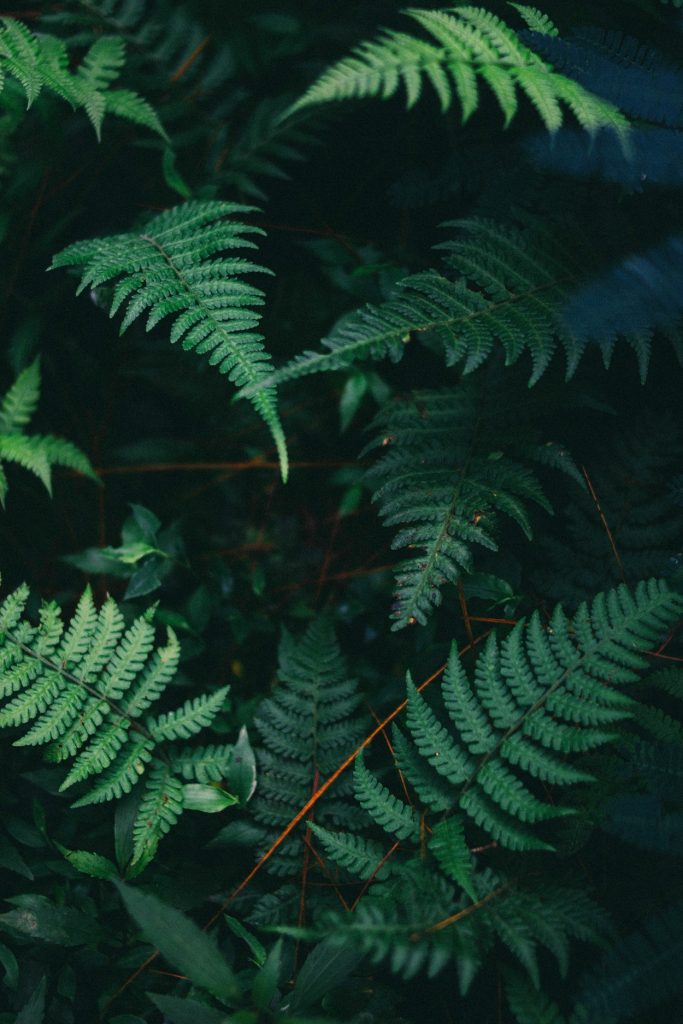 Florestas silenciosas