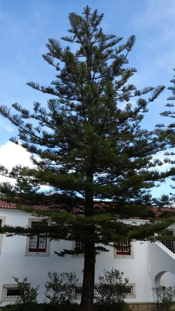 Visita Orientada às 28 Árvores da Quinta Conde dos Arcos