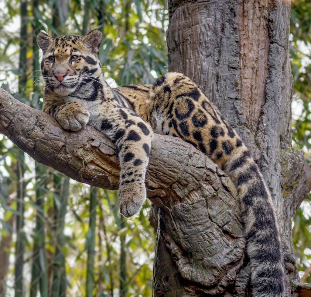 Conheça à lupa os felinos no Jardim Zoológico