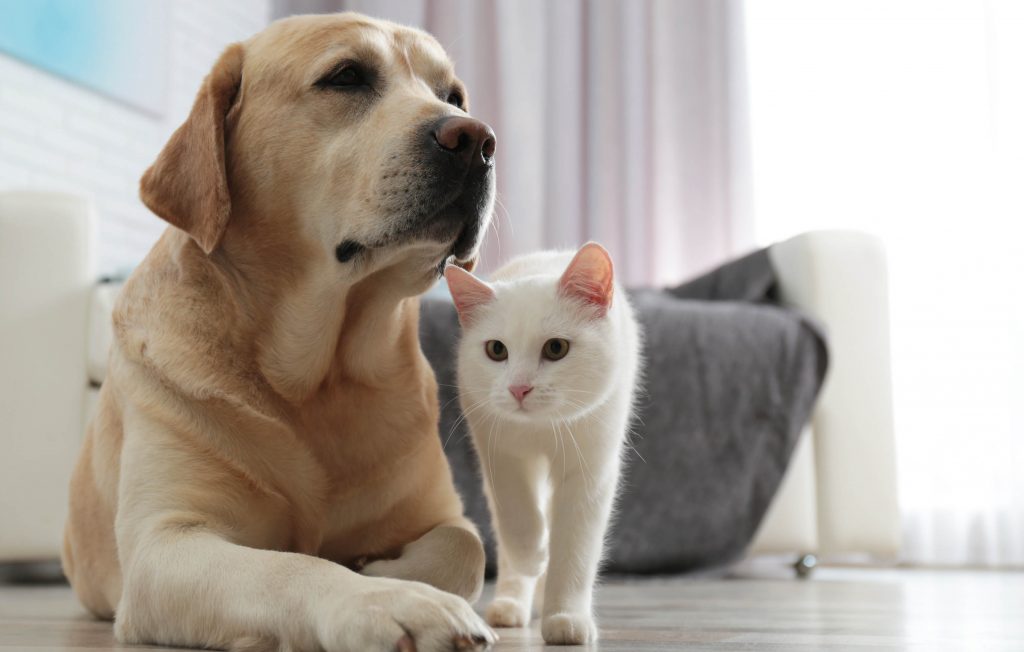 Dia Mundial do Animal