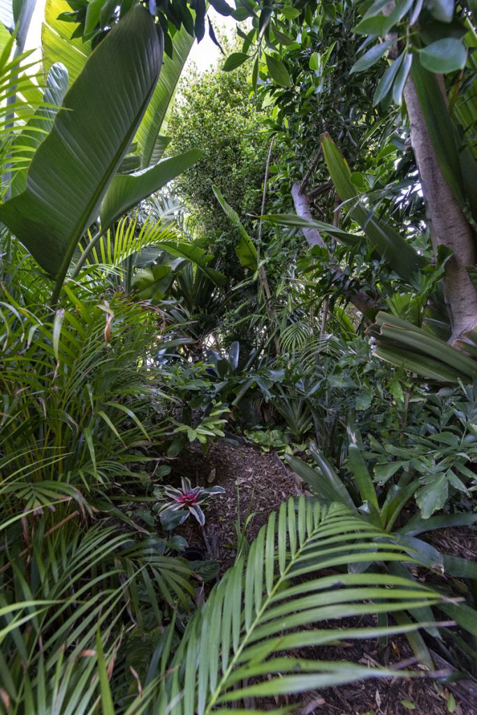 Jardim de Exóticas Tropicais | Travessa das Terras do Monte 1