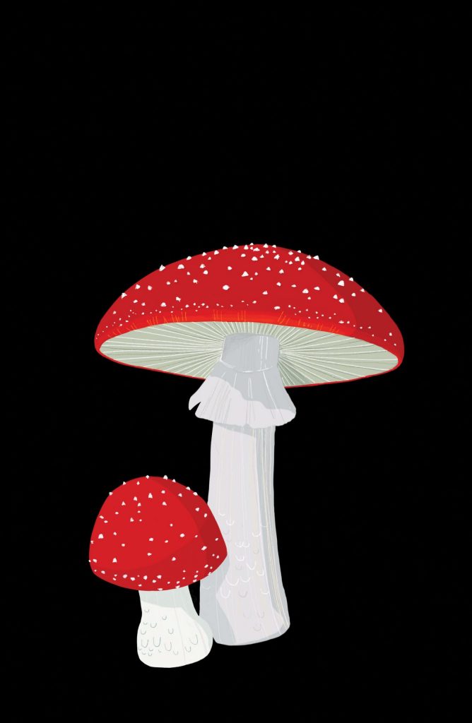 AMANITA MUSCARIA