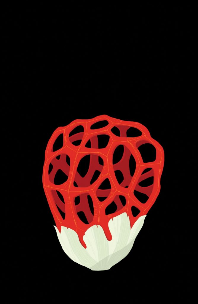CLATHRUS RUBER