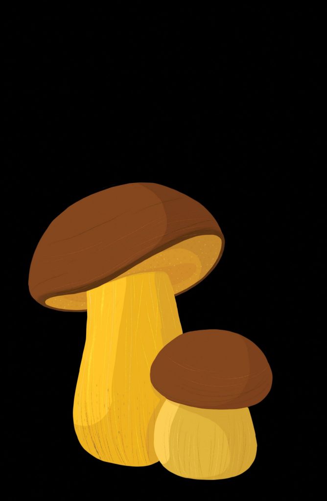 LECCINUM LEPIDUM