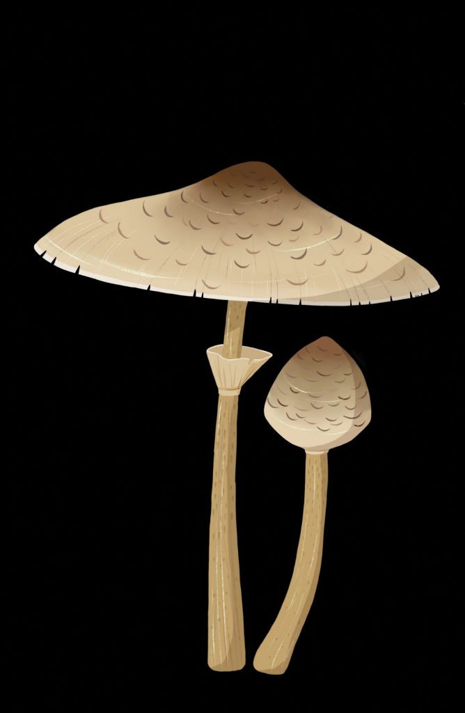 MACROLEPTIA PROCERA