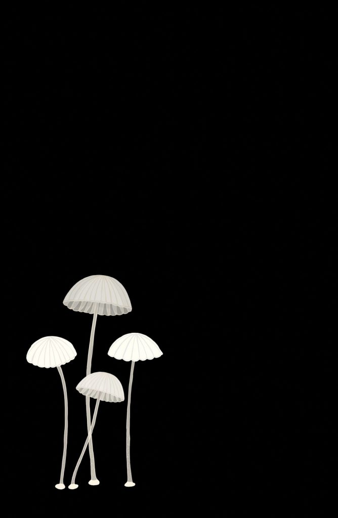 MYCENA STYLOBATES