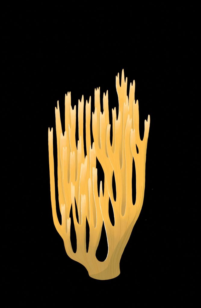 RAMARIA STRICTA
