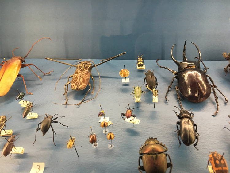 Animais através dos tempos