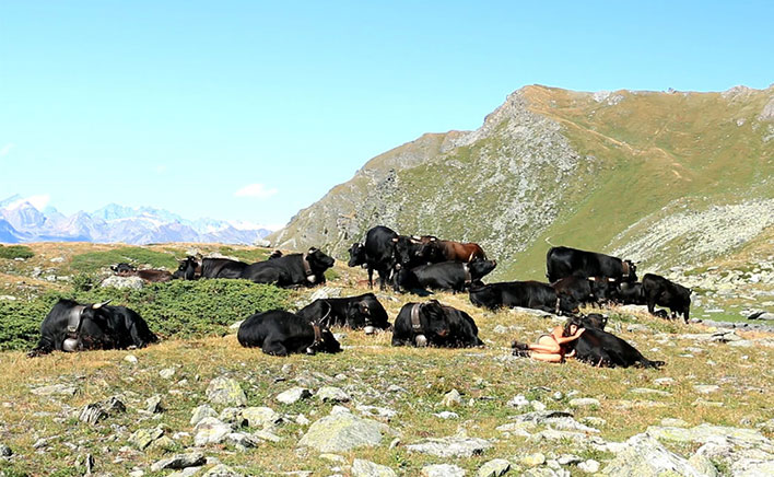 “Vacas e Rainhas” de Laura Marques + “A Vida Aqui, Está Vista?” de Filipe Carvalho