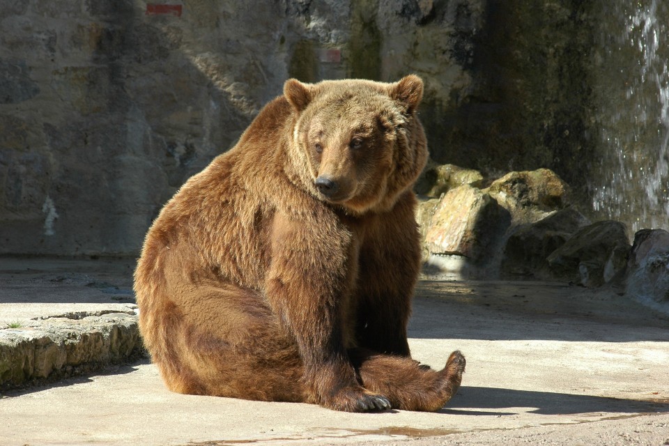 Programas online no Jardim Zoológico