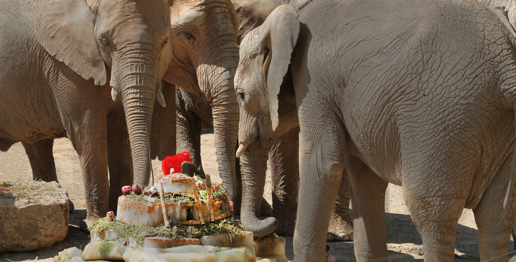 Parabéns, Jardim Zoológico!