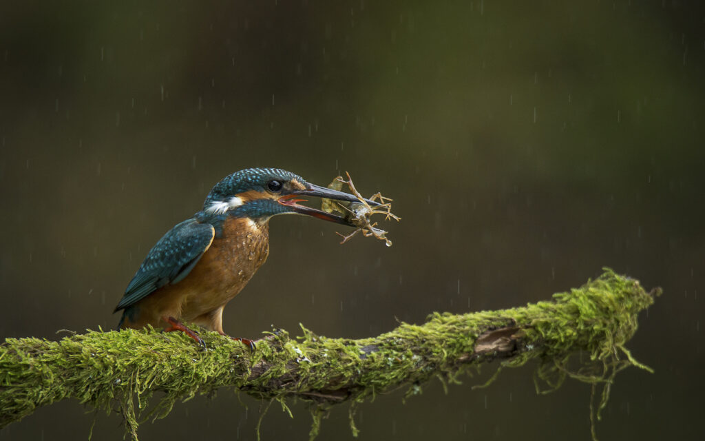 Fotografia em História Natural e Ciência