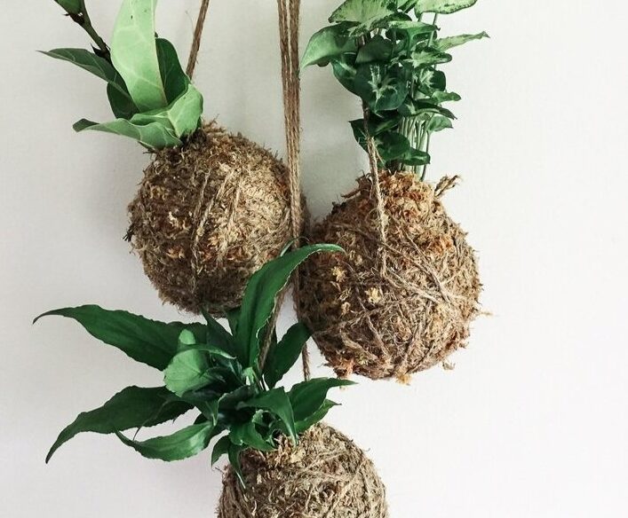 Kokedama – Jardim Suspenso