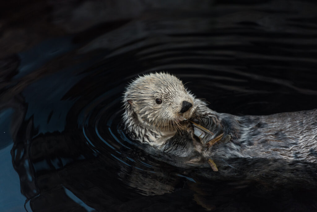 O outro lado do Oceanário