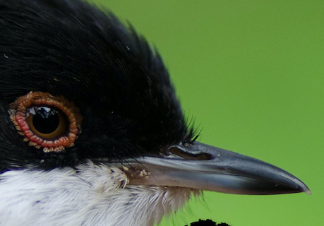 BioBlitz da Tapada