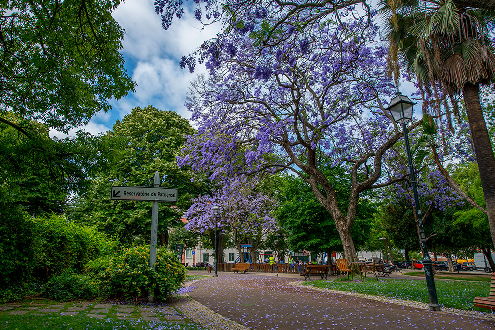 Jardim do Príncipe Real 