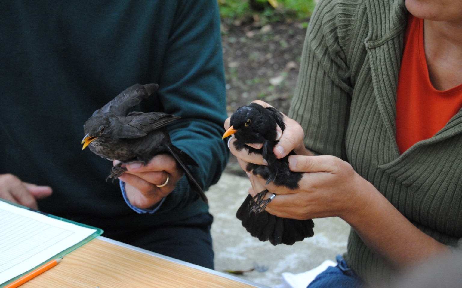 Um anel precioso: anilhagem científica de aves