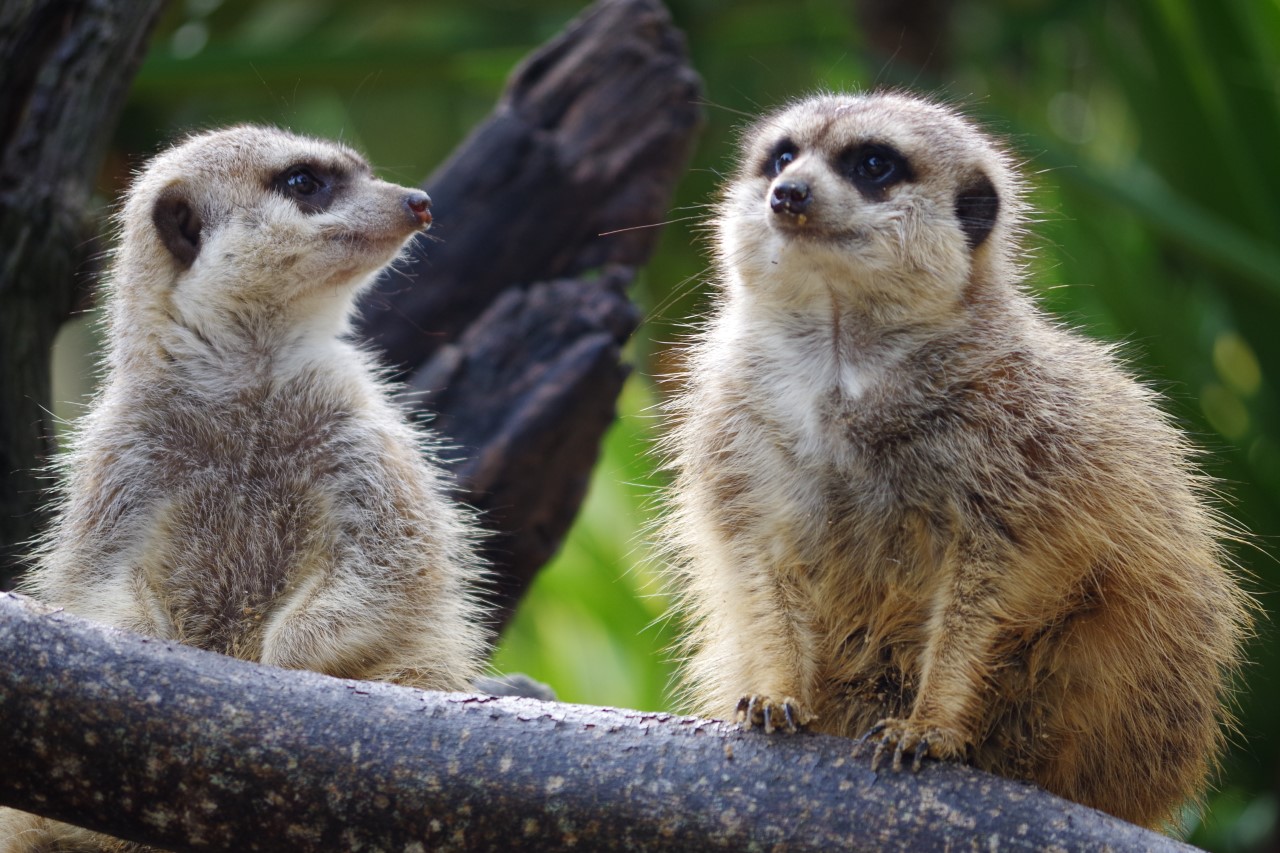 Visitar o Zoo sem sair de casa