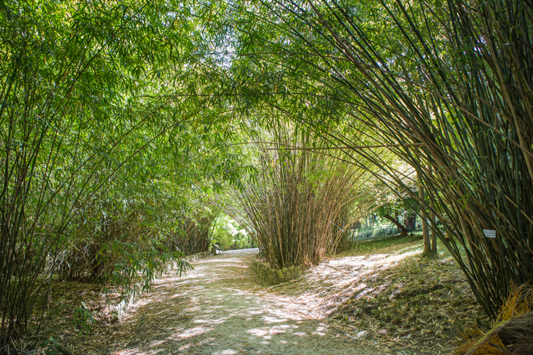 Visitas orientadas ao Jardim Botânico Tropical