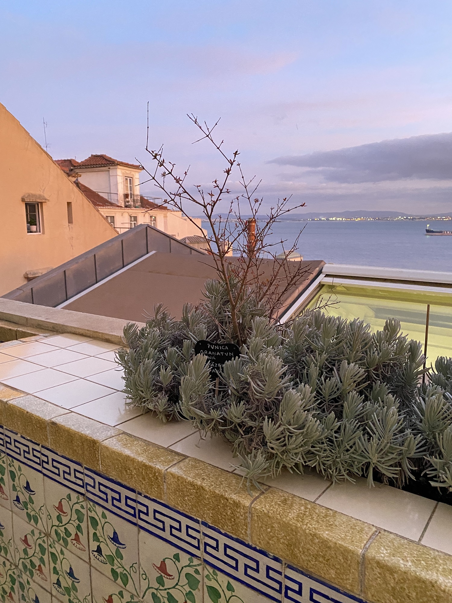 Plantas romanas num terraço virado ao Tejo