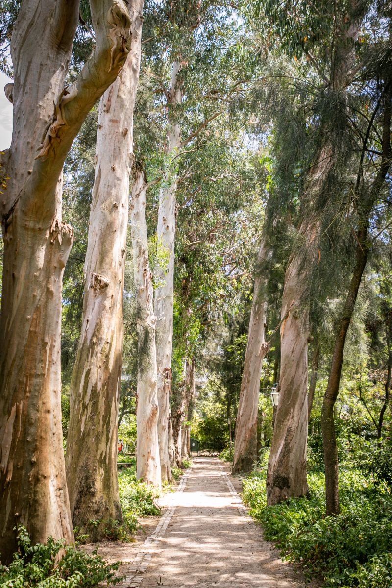 Jardins Abertos 2022 no Museu de Lisboa
