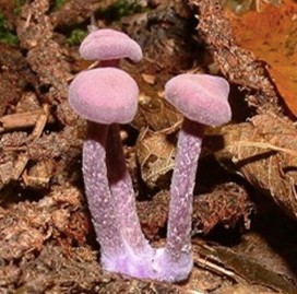 Amethyst Deceiver