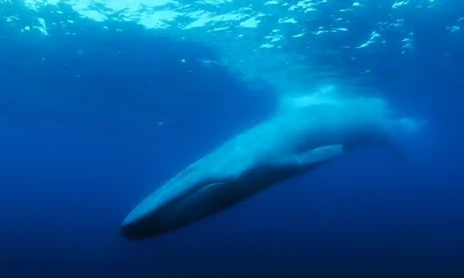 ‘The Loneliest Whale: The Search for 52’