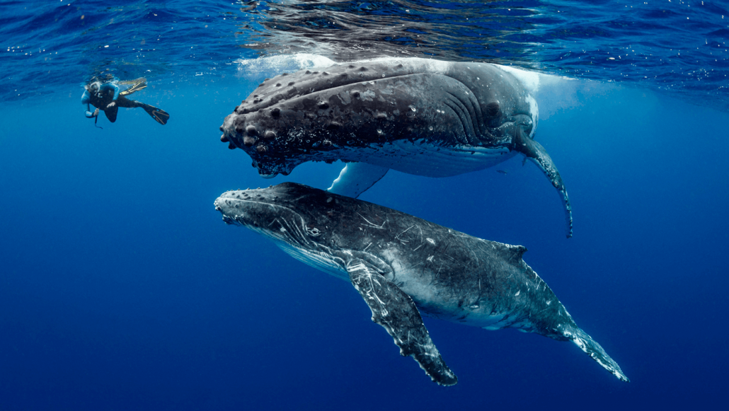 Conferência Internacional dos Oceanos