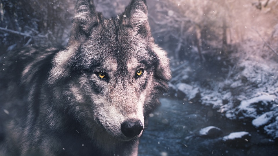 Histórias com lobos: meigos; curiosos; ferozes!