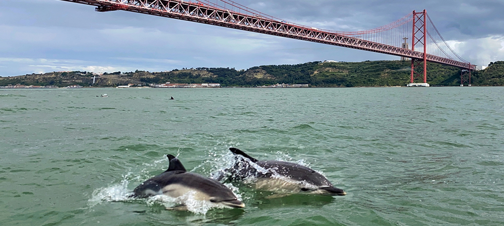 Golfinhos no tejo