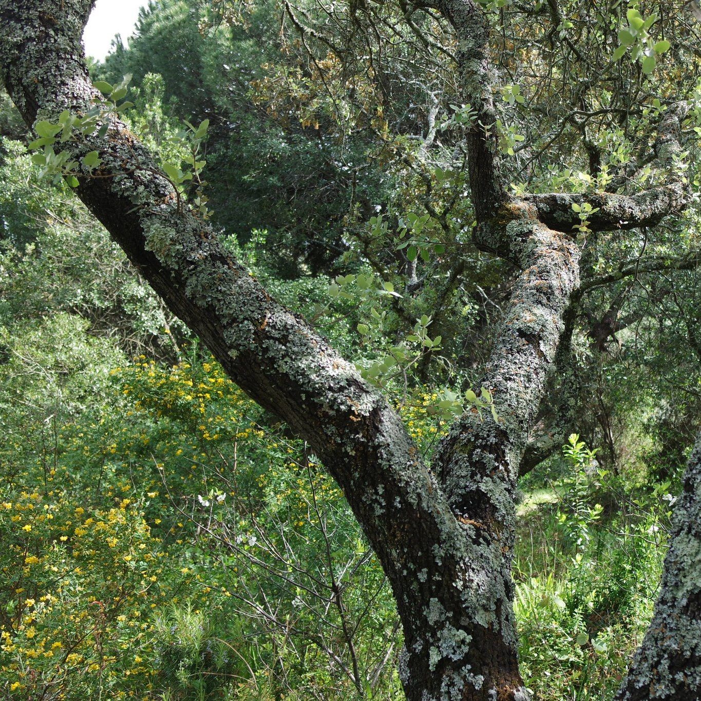 Banhos de Floresta