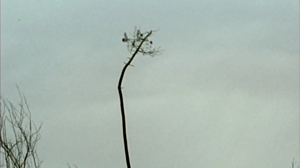 Ciclo de Filmes Território #6