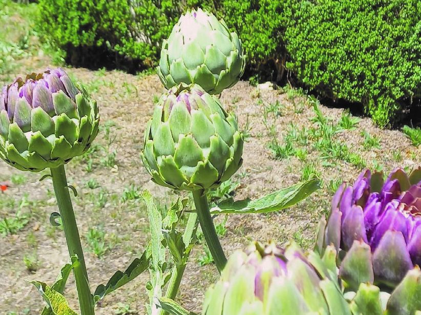 Vamos falar do Solstício de Verão no Parque do Monteiro-Mor?