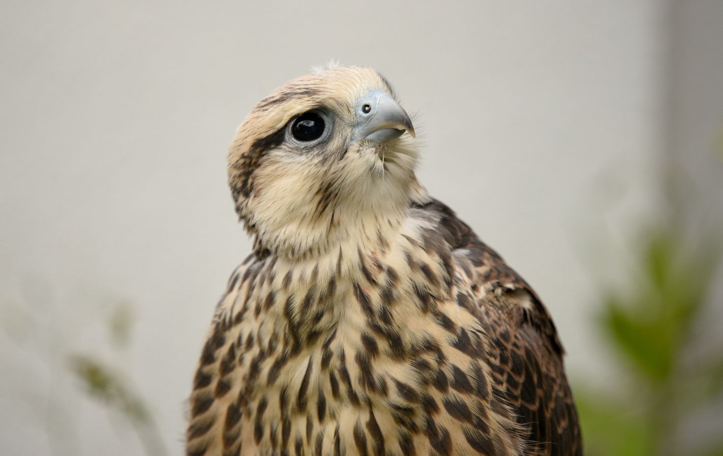 Aves de rapina no Castelo