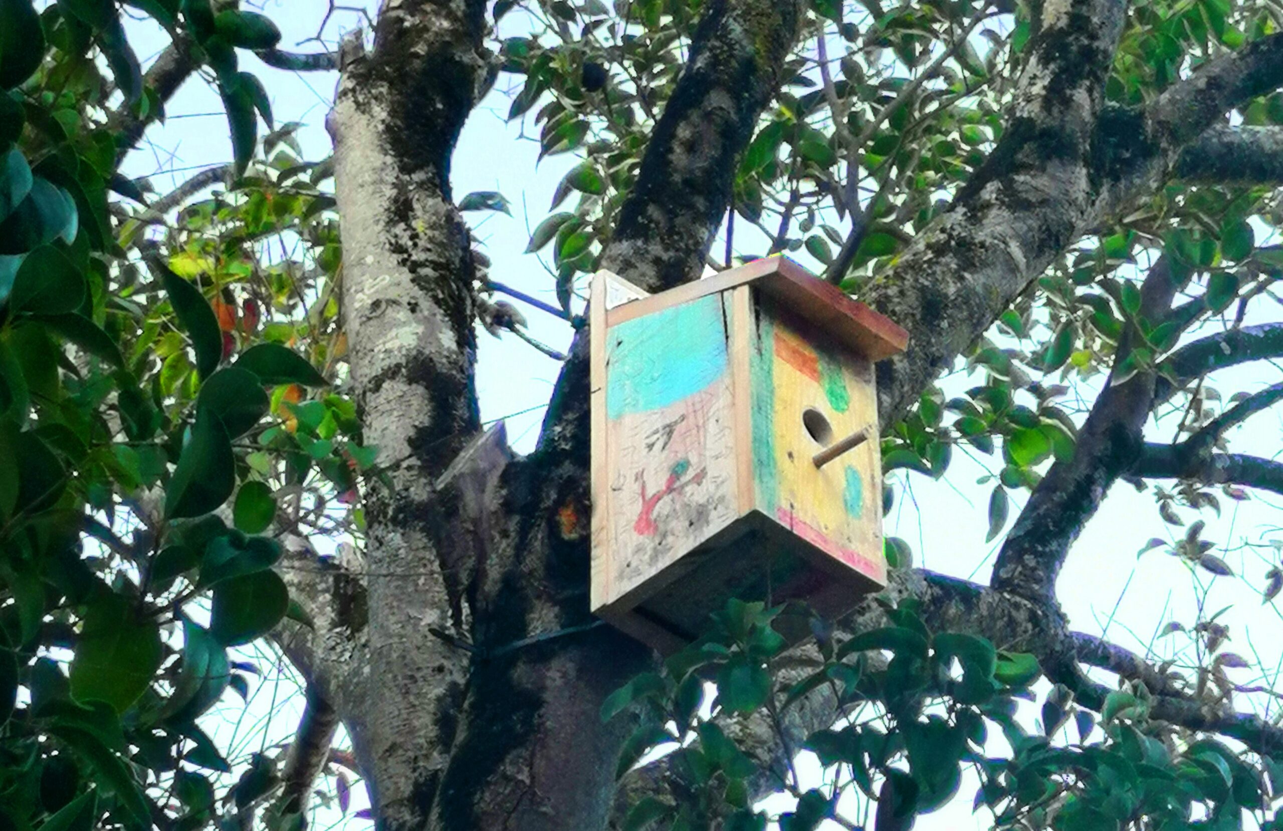 Vamos fazer uma Casa de Pássaro!
