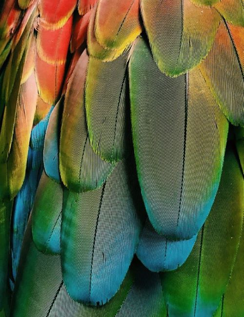 As Aves