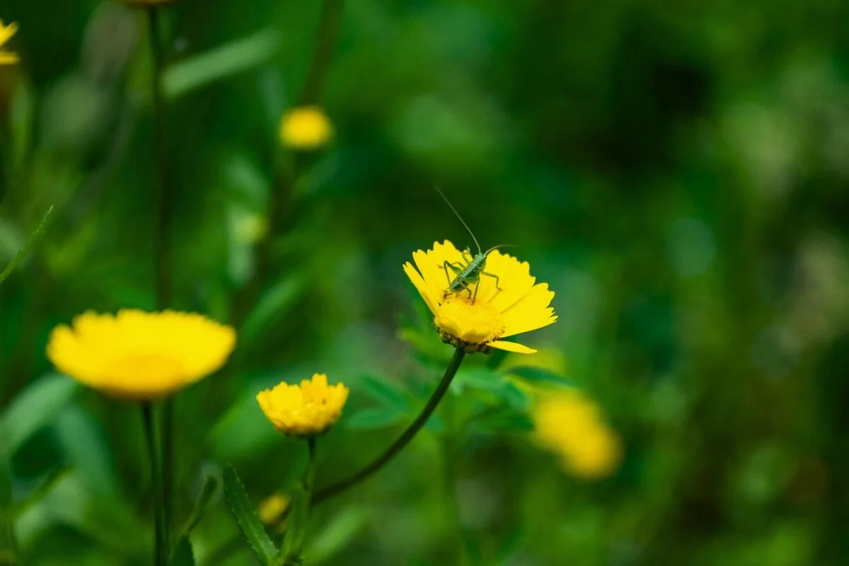 Semana da Biodiversidade