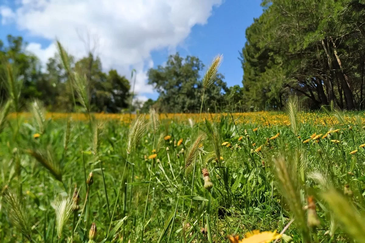 Lisbon's Environment Week: A Green Initiative for a Sustainable Future