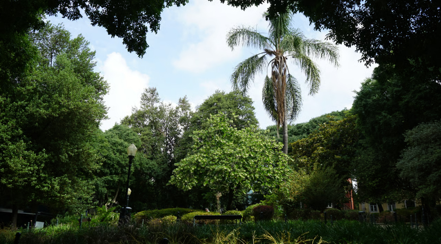 Plantas e Jardins como Memória e Lugares de Identidade