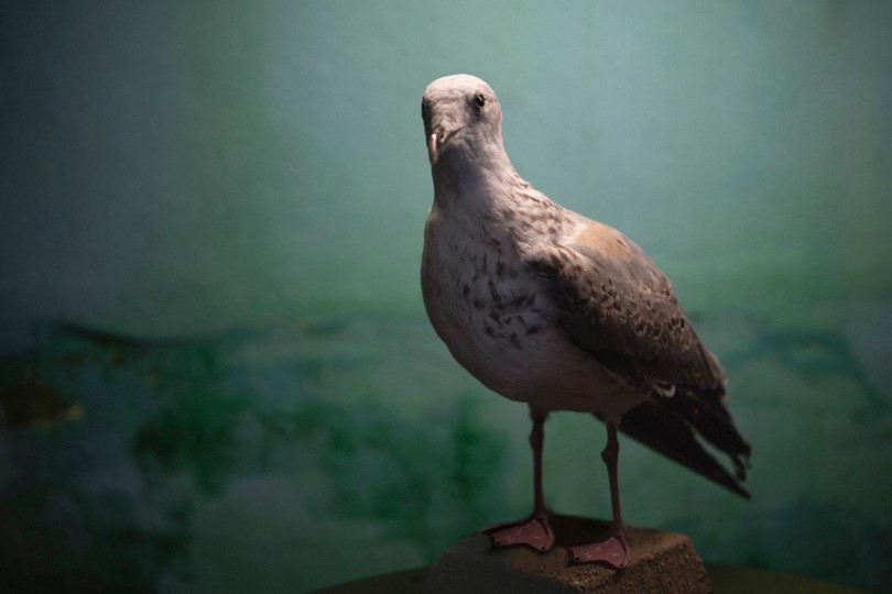 Diverse Laridae