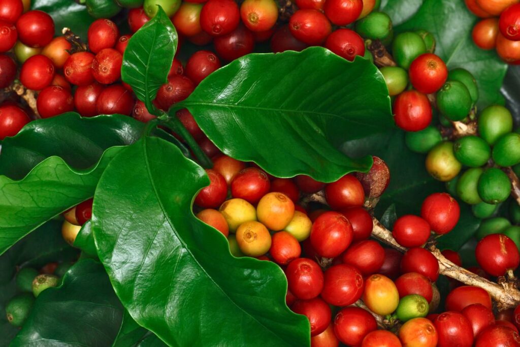 A ciência do café